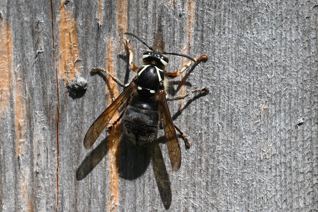 2025-08300243 Broad Meadow Brook, MA.JPG - Bald-faced Hornet. Broad Meadow Brook WIldlife Sanctuary, MA, 8-30-2025
